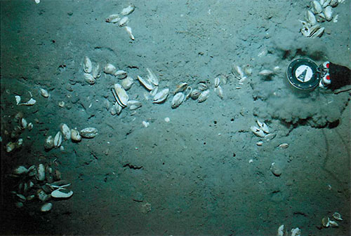 Evidence of fluid venting from the cone includes clams shown in photo